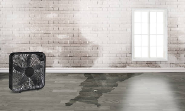 Best Carpet water damage restoration  in High Point, FL